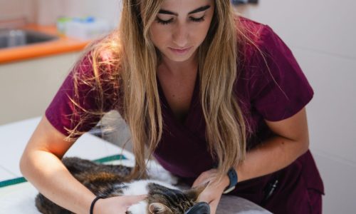 Female veterinarian preparing a domestic cat for surgery, administering anesthesia with a mask and medical equipment in a veterinary clinic